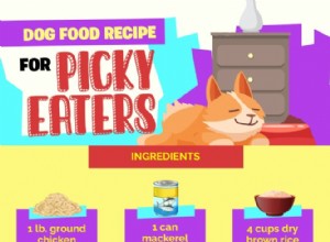 Recept na krmivo pro psy pro vybíravé jedlíky