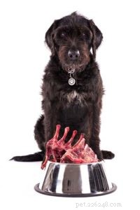 Hur man matar hundar med njursjukdom
