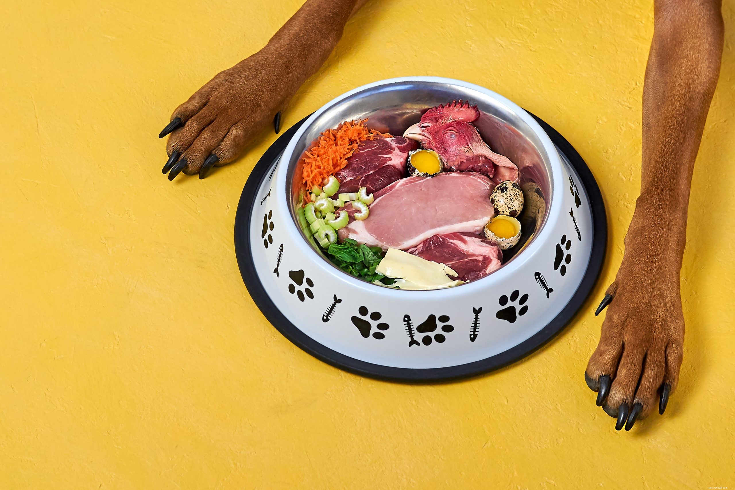 Como alimentar cães com doença renal