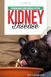 Jak krmit psy s onemocněním ledvin