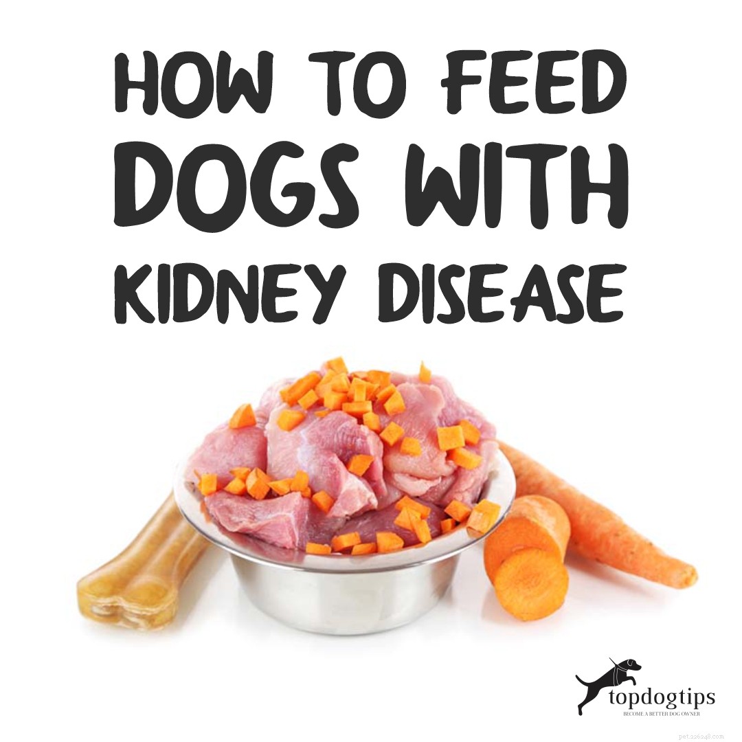 신장 질환이 있는 개에게 먹이는 방법