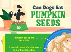Můžou psi jíst dýňová semínka?