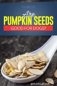 Os cães podem comer sementes de abóbora?
