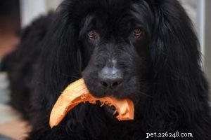 Kunnen honden pompoenpitten eten?