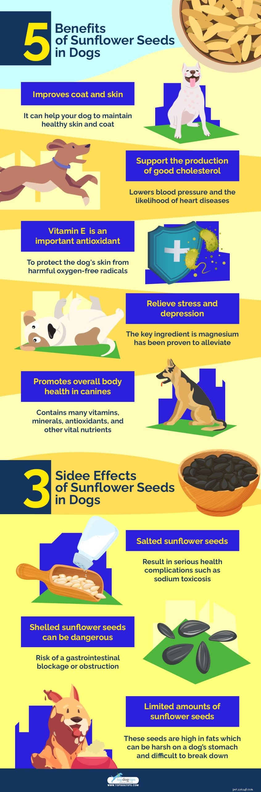 Kan hundar äta solrosfrön? 5 fördelar och 3 biverkningar