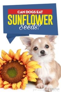 Kunnen honden zonnebloempitten eten? 5 voordelen en 3 bijwerkingen