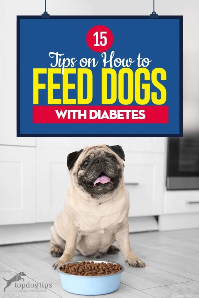 15 tips om diabetisk hundmat och hur man matar hundar med diabetes