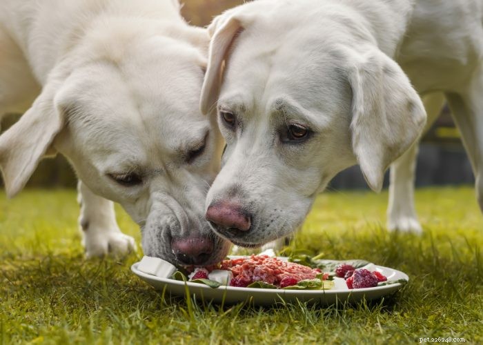 Bästa proteinet för hundar:Att välja det bästa hundfodret och hälsan