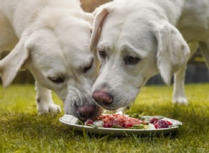 犬のための最高のタンパク質：最高のドッグフードと健康の選択 