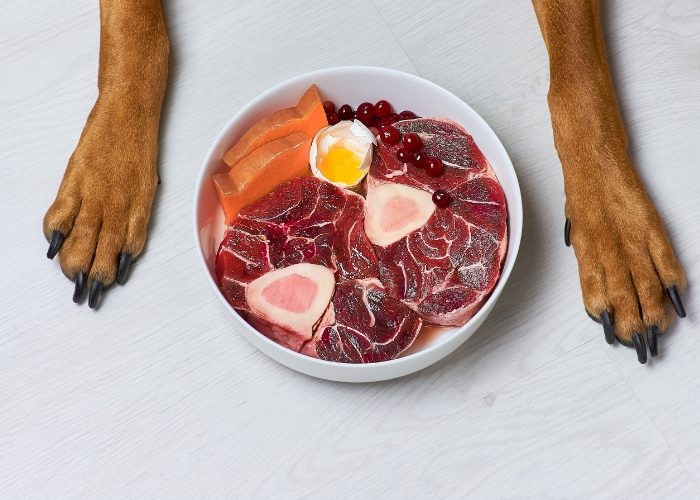 Nejlepší protein pro psy:Výběr nejlepšího krmiva a zdraví pro psy