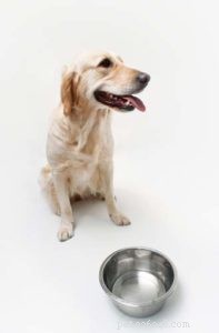 犬のストルバイト結晶と特別食のガイドライン 