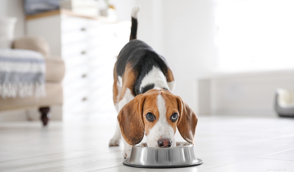 Vale la pena mangiare cibo per cani costoso?