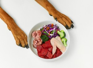 Receitas de comida caseira para cachorros:aprovadas por veterinários