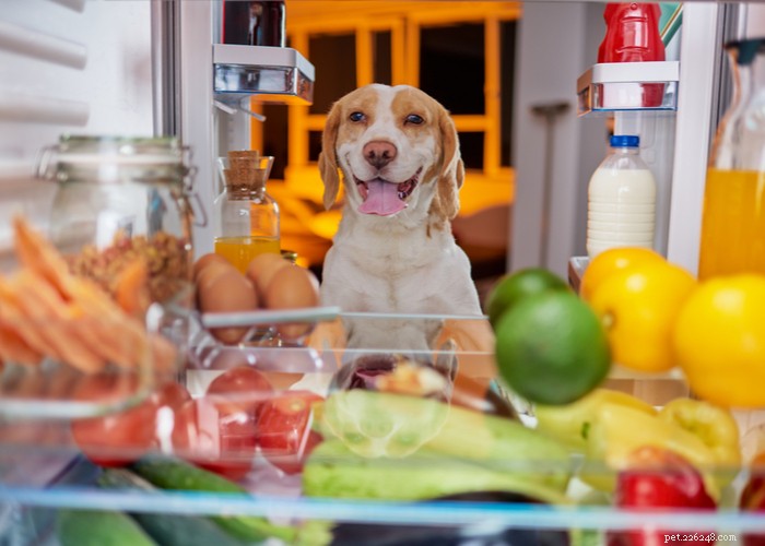 Ricette di cibo per cuccioli fatte in casa:approvate dai veterinari