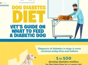 Diabetes pro psy:Průvodce veterináře o tom, čím krmit psa s cukrovkou