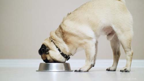 Hunddiabetesdiet:Veterinärens guide om vad man ska mata en diabeteshund
