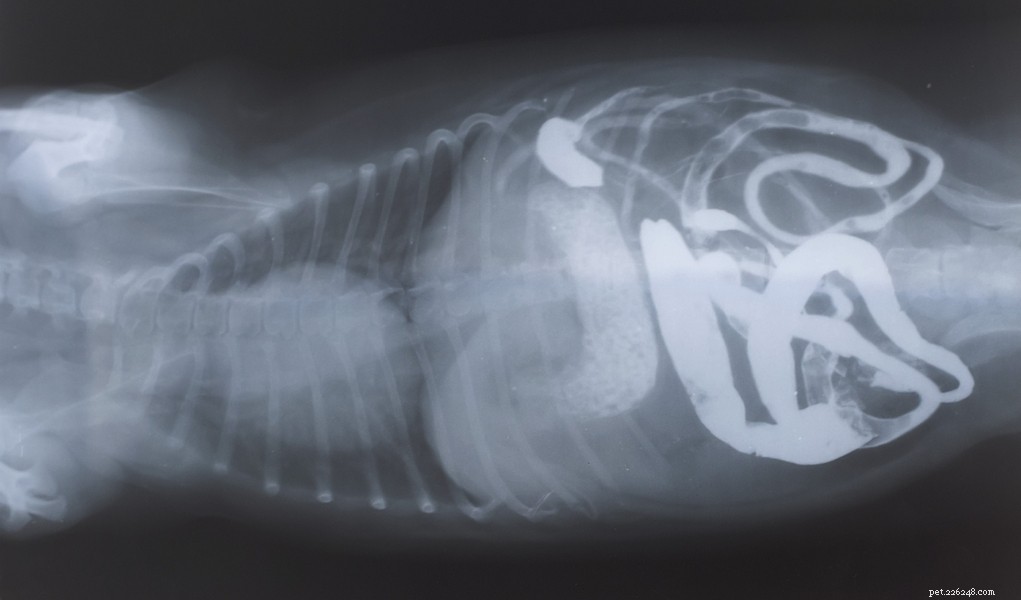Detalhamento do sistema digestivo do cão (e o que os cães podem e não podem digerir)
