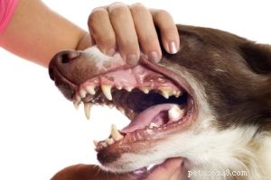 Hundens nedbrytning av matsmältningssystemet (och vad hundar kan och inte kan smälta)