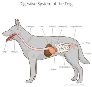 Verstoring van het spijsverteringsstelsel van honden (en wat honden wel en niet kunnen verteren)