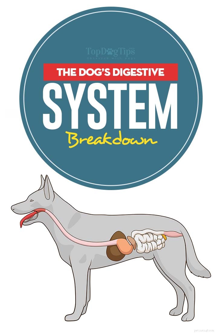 La panne du système digestif du chien (et ce que les chiens peuvent et ne peuvent pas digérer)
