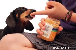 Hundens nedbrytning av matsmältningssystemet (och vad hundar kan och inte kan smälta)