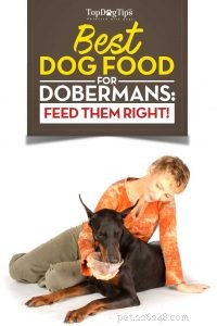 Bästa hundfoder för doberman:hur och vad man ska mata doberman pinschers