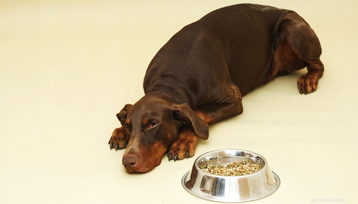 Il miglior cibo per cani per dobermann:come e cosa nutrire i doberman pinscher