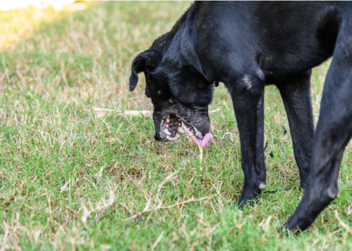 Mycotoxines dans les aliments pour chiens – À quel point cela peut-il être dangereux ?