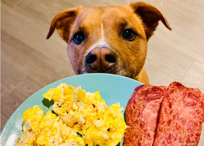 Nourriture maison pour chiens à faible teneur en glucides