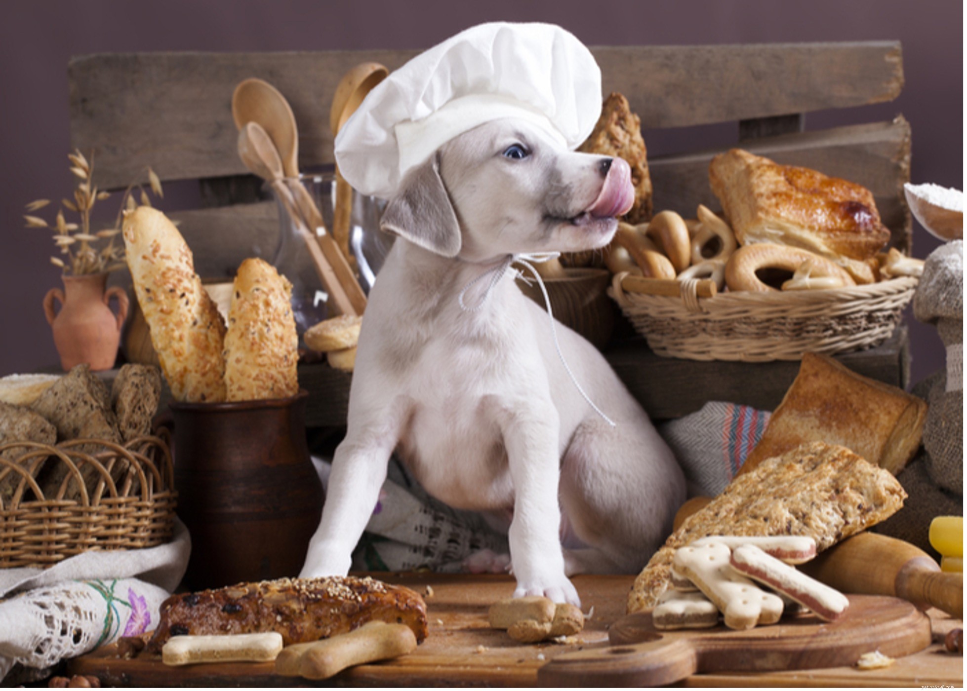 개가 먹을 수 있는 다양한 종류의 곡물