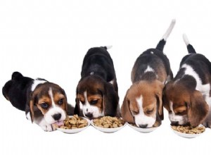 Mrazem sušené domácí krmivo pro psy
