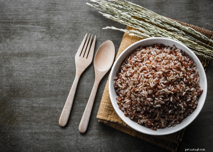 O melhor arroz para alimentar seu cão:é saudável?