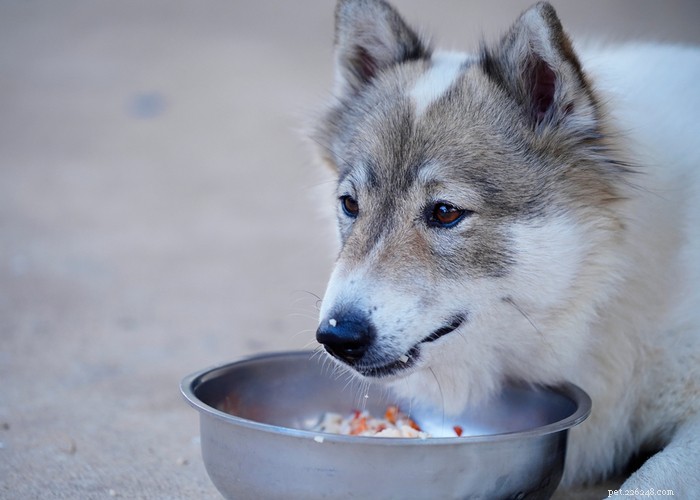 개에게 먹이기 가장 좋은 쌀:건강에 좋은가요?