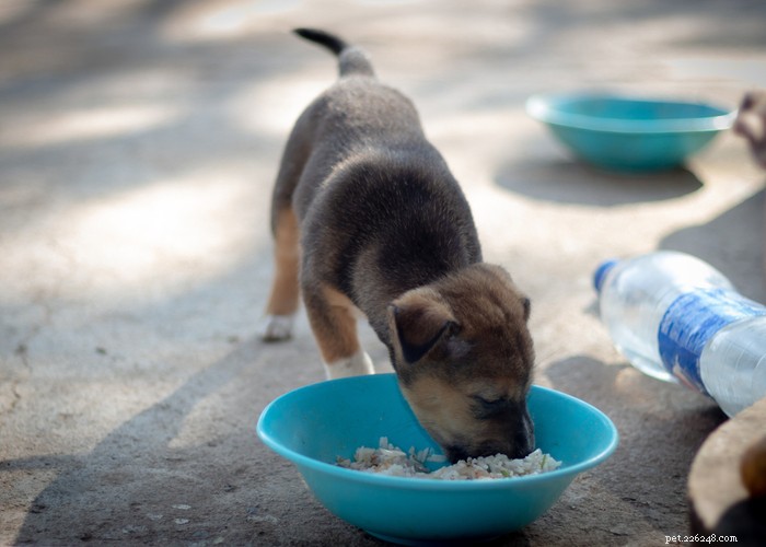Il miglior riso da nutrire per il tuo cane:è salutare?