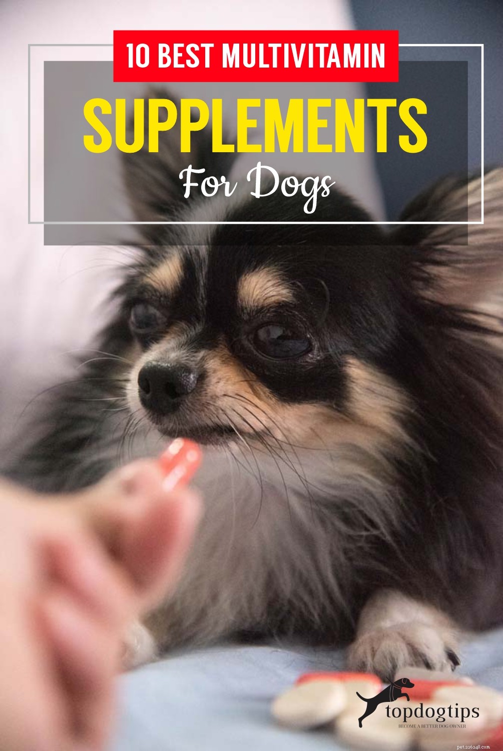 10 nejlepších multivitaminů a doplňků pro psy