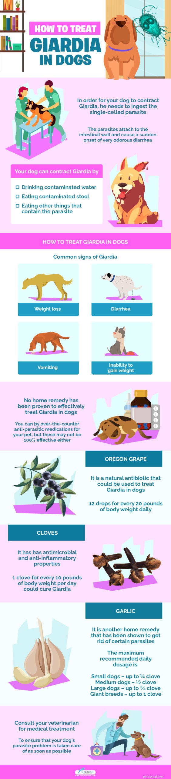 Comment traiter Giardia chez les chiens