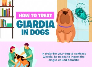 Jak léčit Giardii u psů