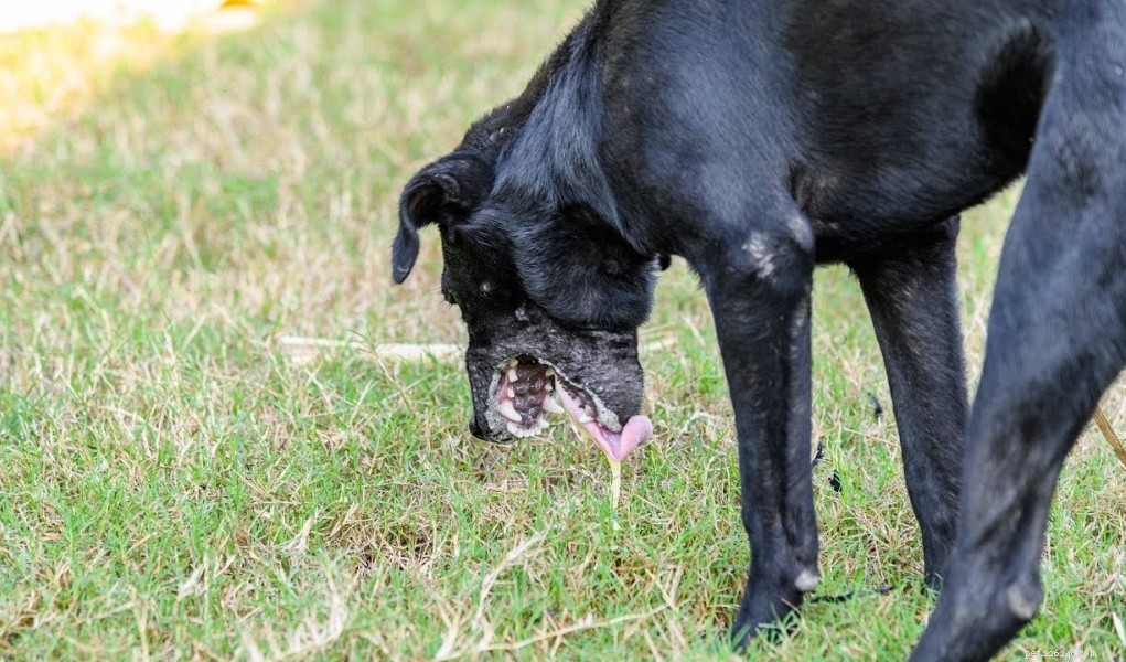 Remèdes maison contre les vomissements de chien :5 options simples
