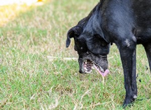 Domácí léky na psí zvracení:5 snadných možností