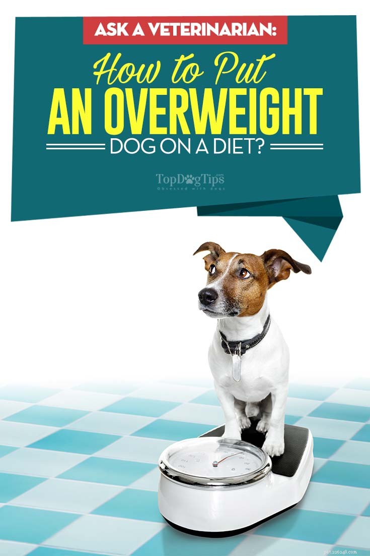 Fråga en veterinär:Hur sätter man en diet för en överviktig hund?