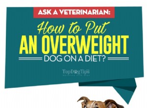 수의사에게 물어보십시오:과체중 개를 다이어트에 넣는 방법은 무엇입니까?
