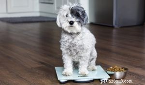 Zeptejte se veterináře:Jak dát psovi s nadváhou dietu?