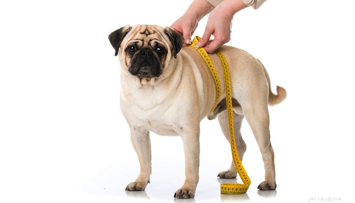 Pergunte a um veterinário:Como colocar um cão com excesso de peso em uma dieta?