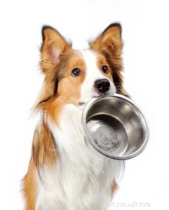 Demandez à un vétérinaire :comment mettre un chien en surpoids au régime ?