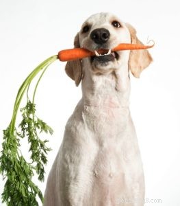 Zeptejte se veterináře:Jak dát psovi s nadváhou dietu?