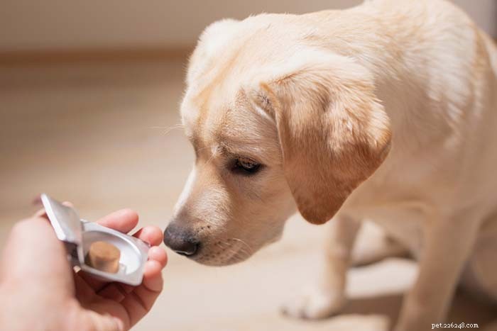 12 лучших лекарств от беспокойства собак:безрецептурные и успокаивающие добавки для собак