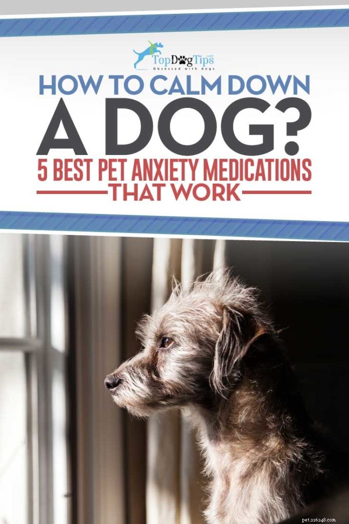 12가지 최고의 개 불안증 치료제:일반의약품 및 개를 위한 진정 보조제