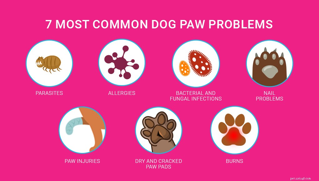 7 nejčastějších problémů psích tlapek a co s nimi dělat