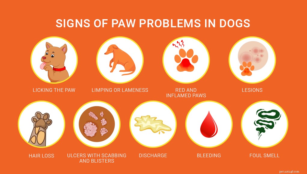 7 самых распространенных проблем с лапами у собак и что с ними делать