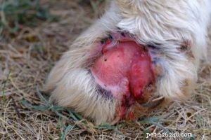 7 problemas mais comuns nas patas dos cães e o que fazer com eles